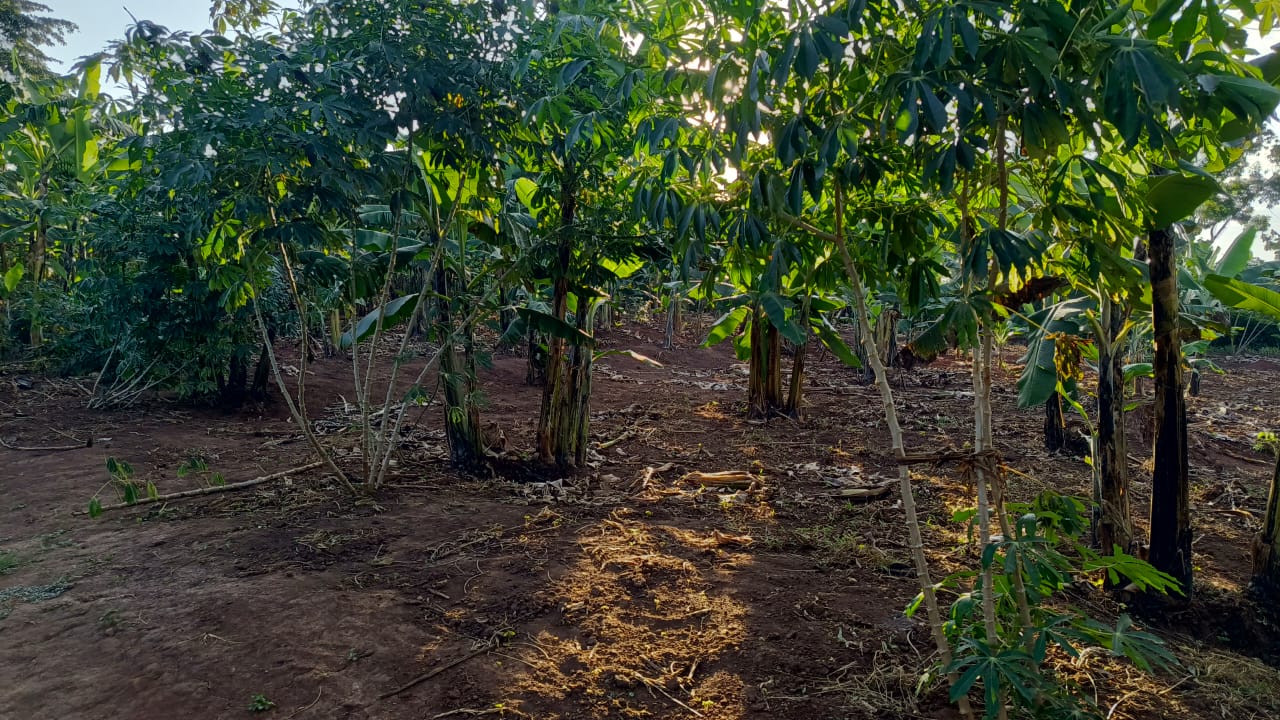20 acres of land for sale on Zirowbe Gayaza Road
